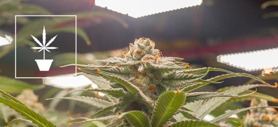 De bedste cannabisfrø til indendørs dyrkning