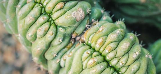 Crested San Pedro: Hvad er det?