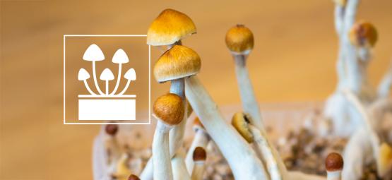 Dyrk det ekstraordinære: Top 5 magiske svampe dyrkningskit