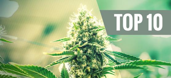 Top 10 Kush-cannabissorter