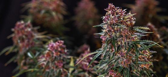 Top 10 hurtigst voksende cannabissorter i 2026