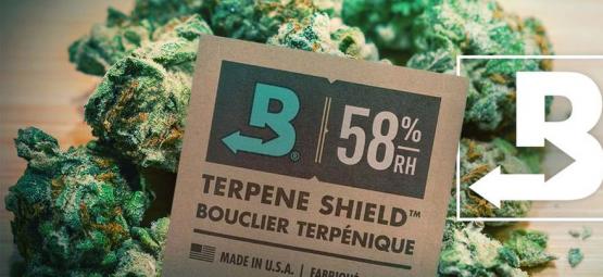 Sådan holder du din cannabis ekstra frisk med Boveda