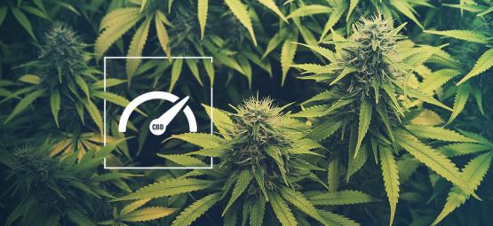 Sådan øger du CBD-niveauet, når du dyrker cannabis
