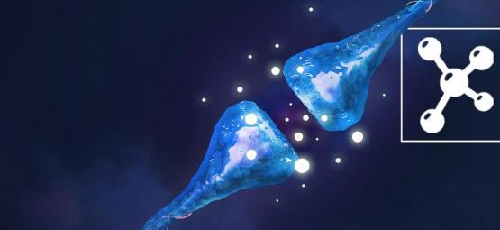 Hvad er det endocannabinoide system?