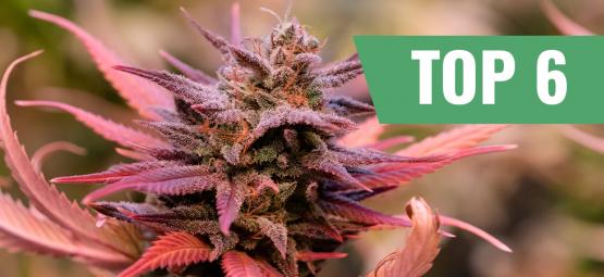 Top 6 cannabissorter til valentinsdag