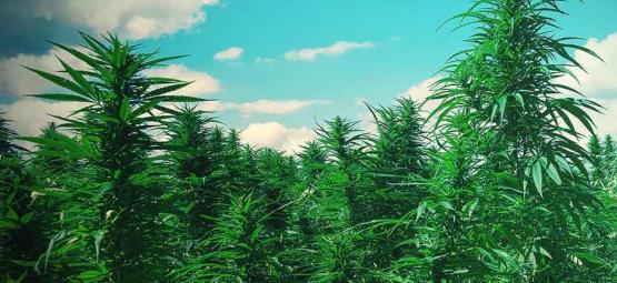 Top 10 tips til at dyrk cannabis som træer
