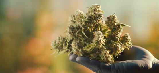 5 superklistrede cannabissorter