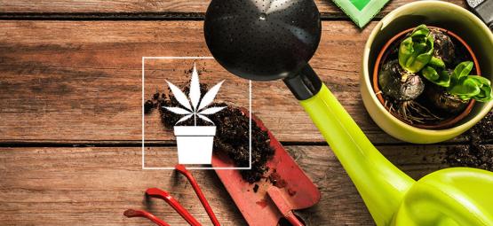 10 uundværlige værktøjer til cannabisdyrkeren