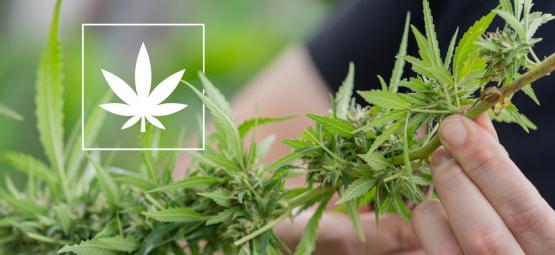 6 cannabissorter med 1% THC eller mindre
