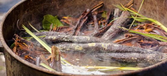 Ayahuasca: Myter og fakta – skel mellem sandhed og fiktion