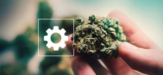 Sticky Beast Automatic fra Zamnesia Seeds: Evaluering efter høst