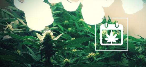 Løbende høst: Sådan høster du cannabis året rundt