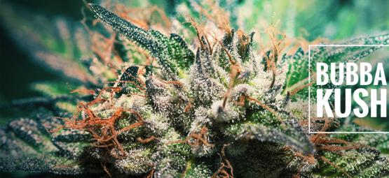Sortanmeldelse: Bubba Kush