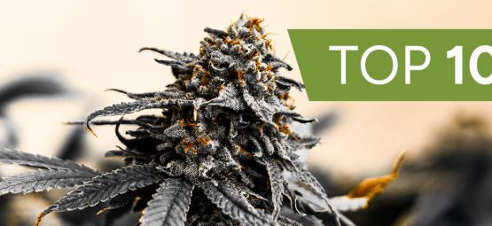 Top 10 cannabissorter fra Kannabia Seeds