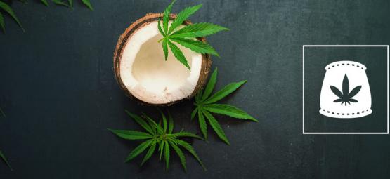 Brug kokosvand som organisk gødning til cannabis