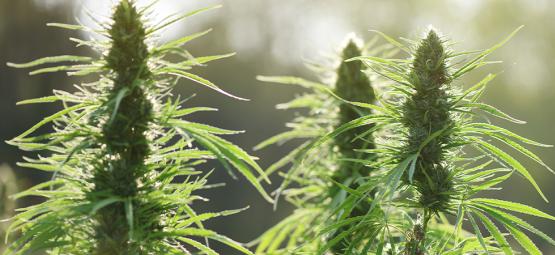 Top 10 skimmelresistente cannabissorter