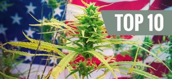 Top 10 cannabissorter fra USA