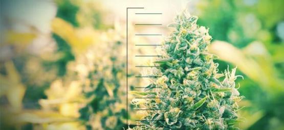 Top 10 kompakte cannabisplanter