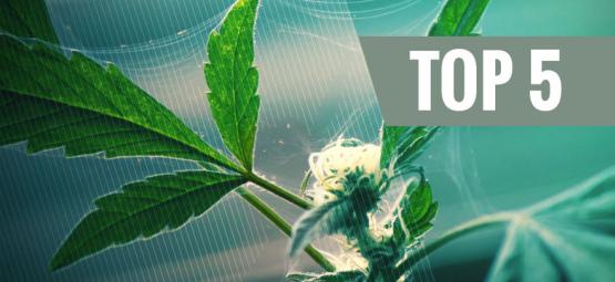 Top 5 naturlige skadedyrsafskrækkere til cannabis