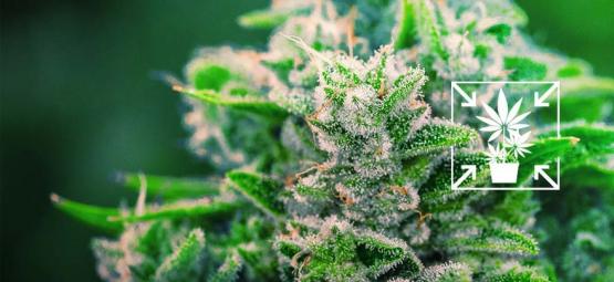 Sådan dyrker du lave og kompakte cannabisplanter