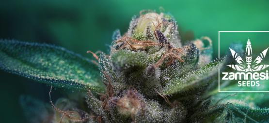 Ny Zamnesia-sort: Auto Purple CousKush