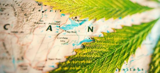 Hvilke lande ryger mest cannabis? [2026-opdatering]