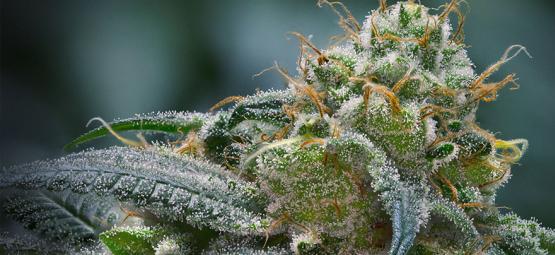 Sådan øger du trikomproduktionen i cannabis