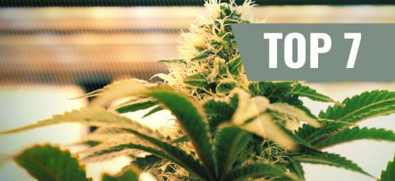 Top 7 lysfaktorer til at dyrke cannabis