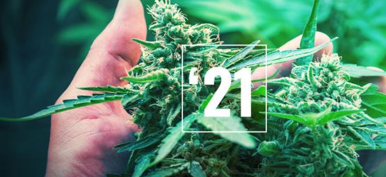 De bedste cannabissorter til 2026