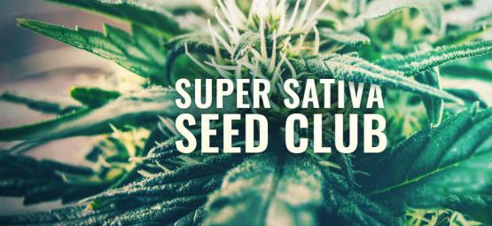 Super Sativa Seed Club er tilbage!