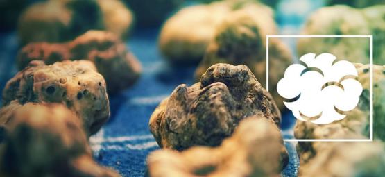 Psilocybe Galindoi: Gudernes kød