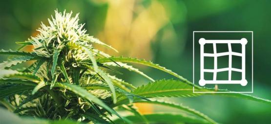 De bedste cannabissorter at dyrke med Screen of Green (ScrOG)