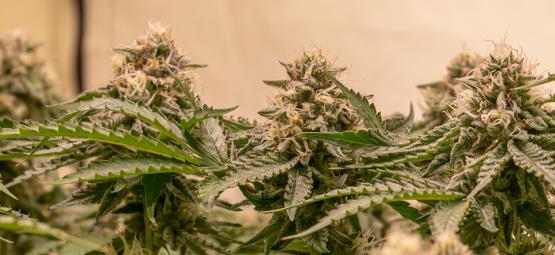 De 5 bedste cannabissorter til en Sea Of Green (SOG)-dyrkning