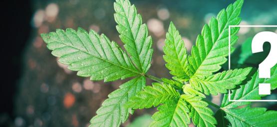 Hvad gør du, hvis din cannabisplante ikke går i blomst