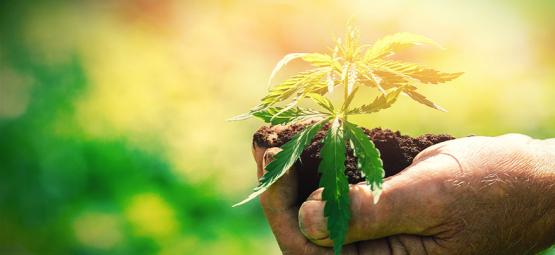 Det, du bør vide, før du begynder at dyrk cannabis