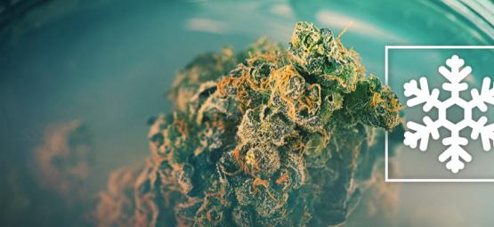 Skal du fryse dit cannabis – eller lade være?