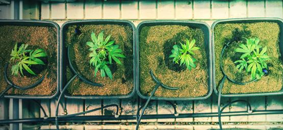 Hvornår og hvordan du omplanter cannabisplanter for større høst