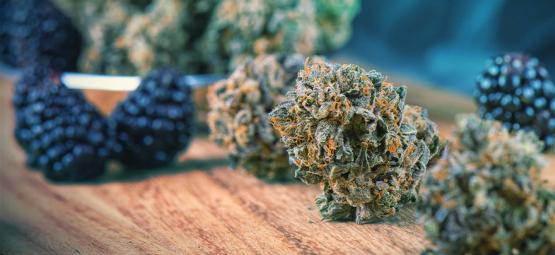 Sådan giver du din cannabis mere smag før og efter høst