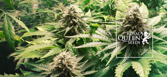 Top 10 cannabissorter fra Royal Queen Seeds [2026]
