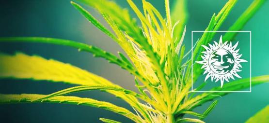 Dr. Grinspoon: En ren sativa med masser af slagkraft