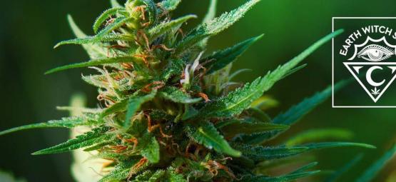 Earth Witch Seeds: Økologisk og vegansk