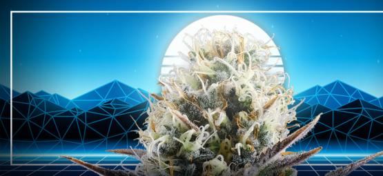 Højdepunktet i cannabisens udvikling: Blue 2.0