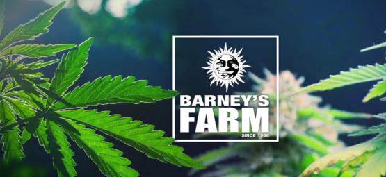 De bedste cannabissorter fra Barney's Farm