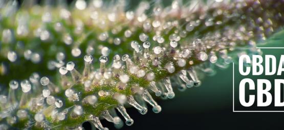 Hvad er CBDA, og hvordan adskiller det sig fra CBD?