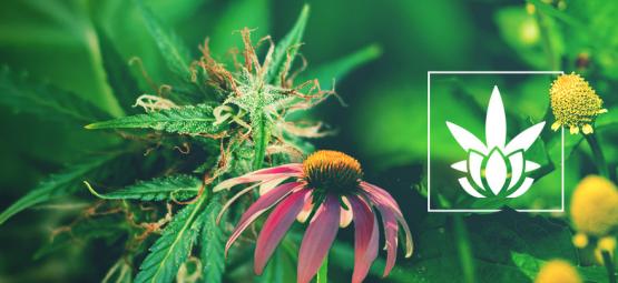 Cannabinoider findes ikke kun i cannabis