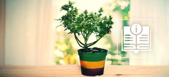 Alt, du skal vide om cannabis-bonsai (cannabonsai)