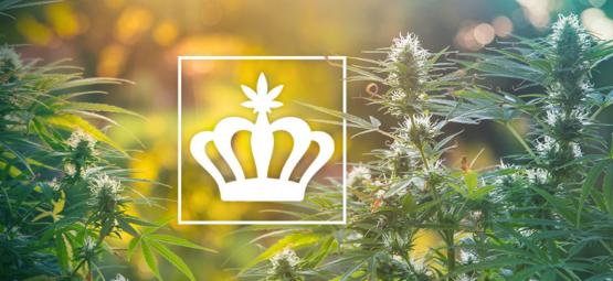 Hvad er arvesorter af cannabis?
