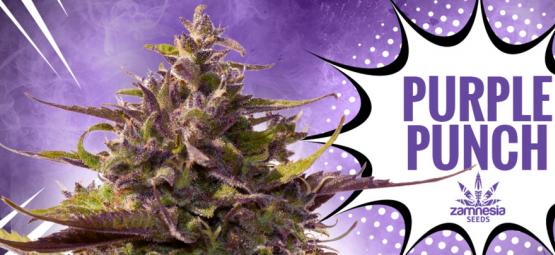 Purple Punch: Smag, styrke og skønhed – alt i én