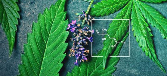 Hvad er linalool, og hvordan interagerer det med cannabis?