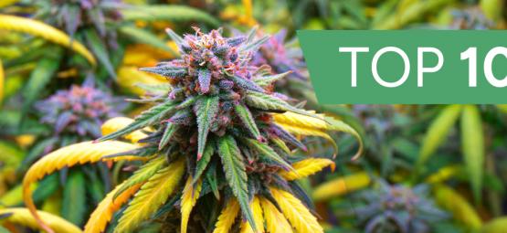 Top 10 cannabissorter til efterårssæsonen